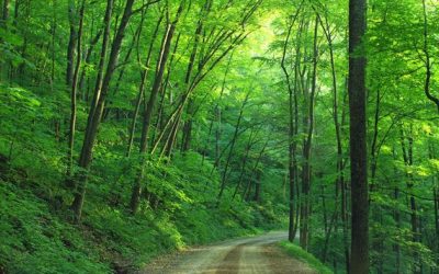 Un Plan de relance pour une forêt plus verte !