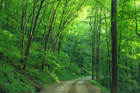 Un Plan de relance pour une forêt plus verte !